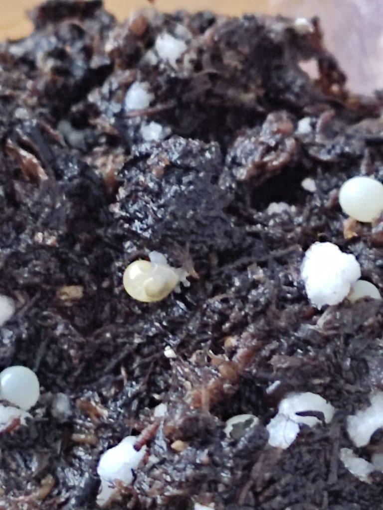Bébé escargot nouveau-né