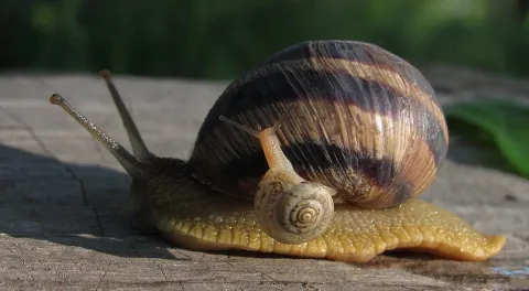 Bébé escargot sur adulte
