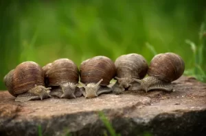 Cohabitation entre escargots