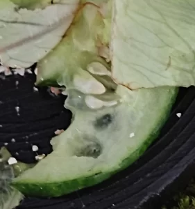 Concombre mangé par un escargot