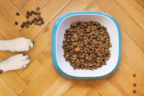 Croquettes pour chien