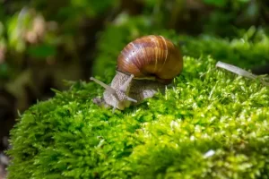 Escargot de Bourgogne