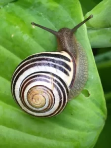 Escargot des haies
