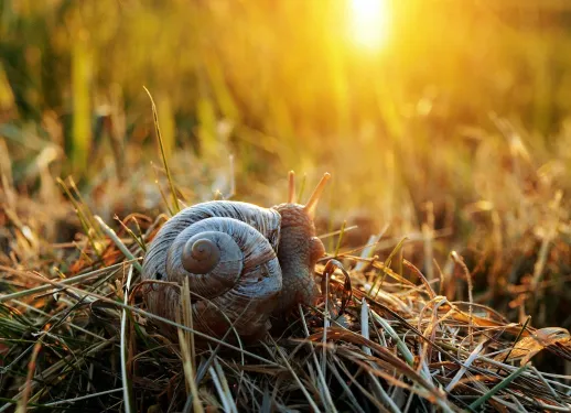 Escargot recherche partenaire pour accouplement