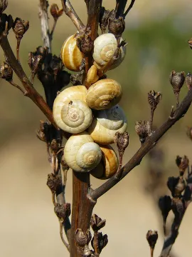 Escargots terrestres pulmonés