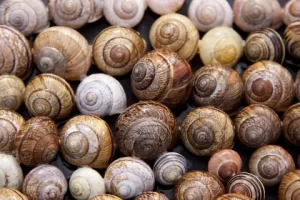 Coquilles d'escargots