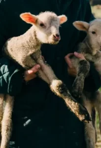 Production de laine bio