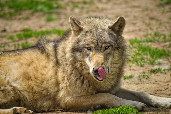 Loup qui se lèche les babines