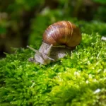Mousse du terrarium pour escargots