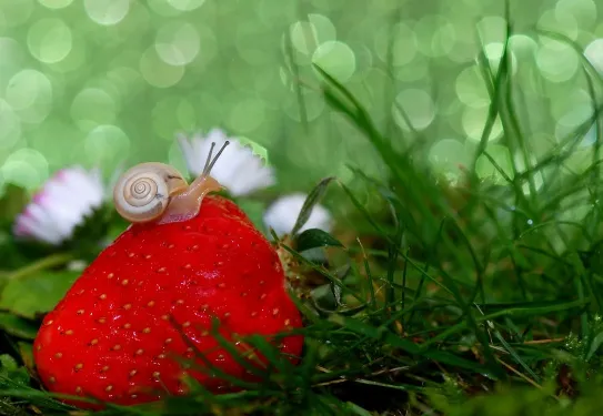 Nourriture du bébé escargot