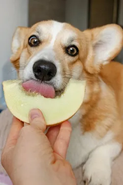 Nourrir son chien sainement