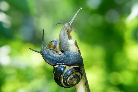 Parade nuptiale d'escargots