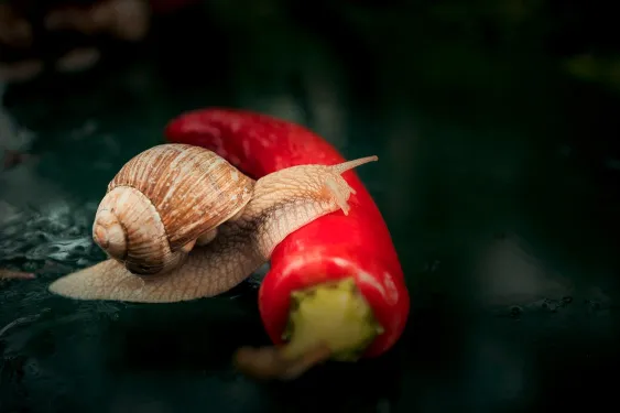 Régime alimentaire de l'escargot