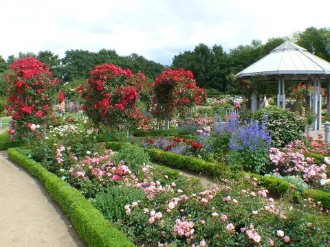 Rosier grimpant