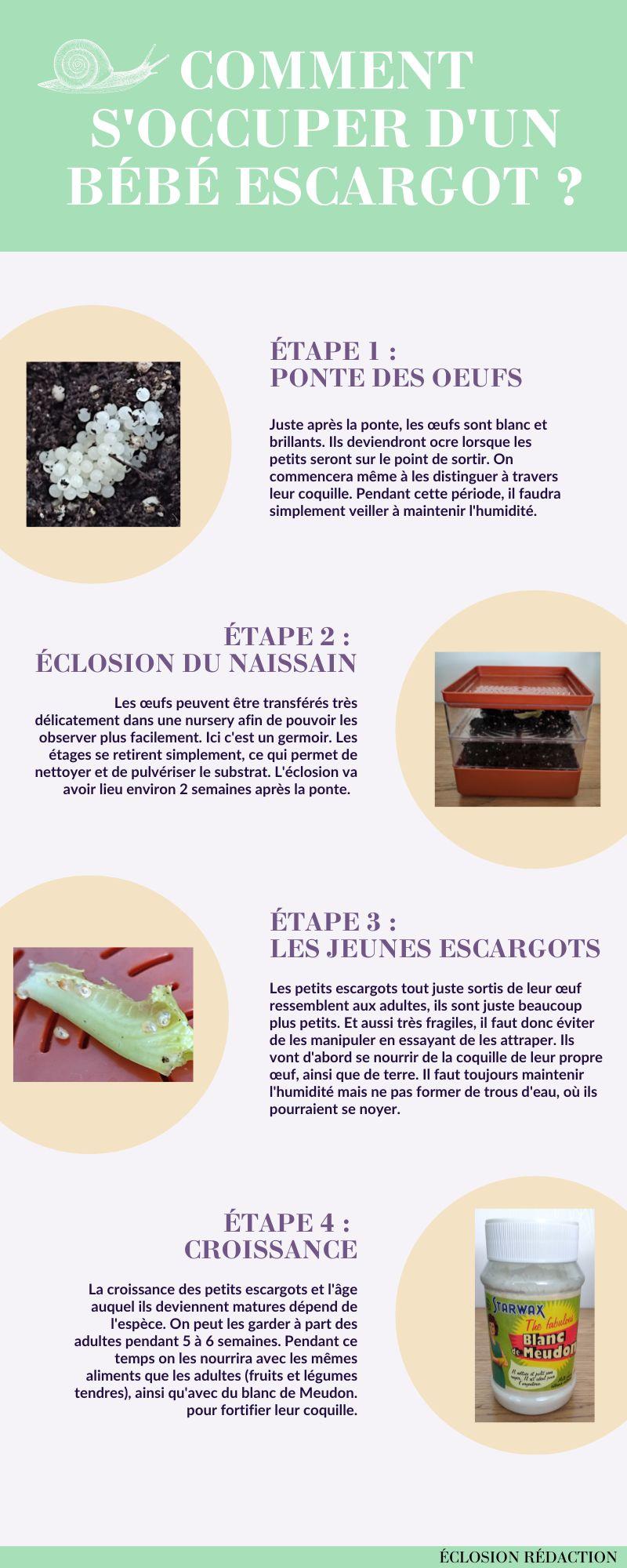 Infographie en 4 étapes sur comment s'occuper d'un bébé escargot ?
