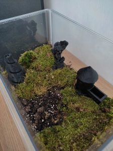 Composition du terrarium pour escargots