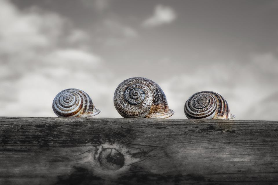 Jeu Twine les chemins de l'escargot