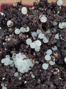 Comparaison ponte escargot petit gris et bourgogne