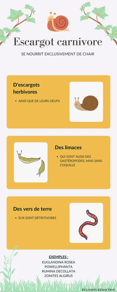 Infographie escargot carnivore