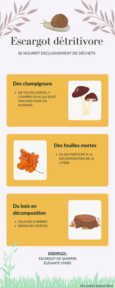 Infographie escargot détritivore