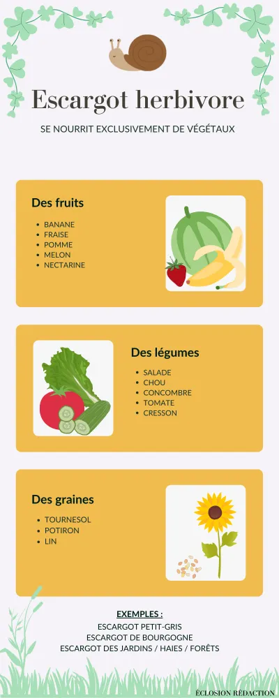 Infographie escargot herbivore