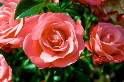 Rosiers